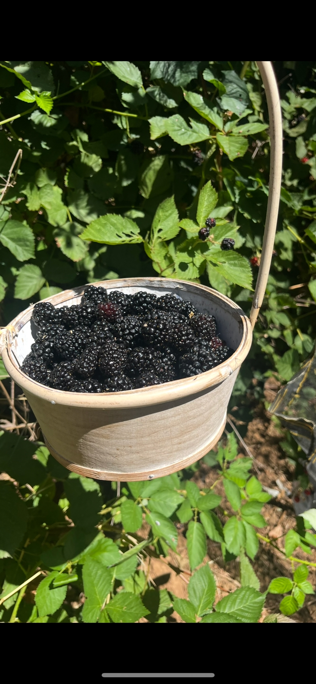 Pacific Northwest Berry Jam