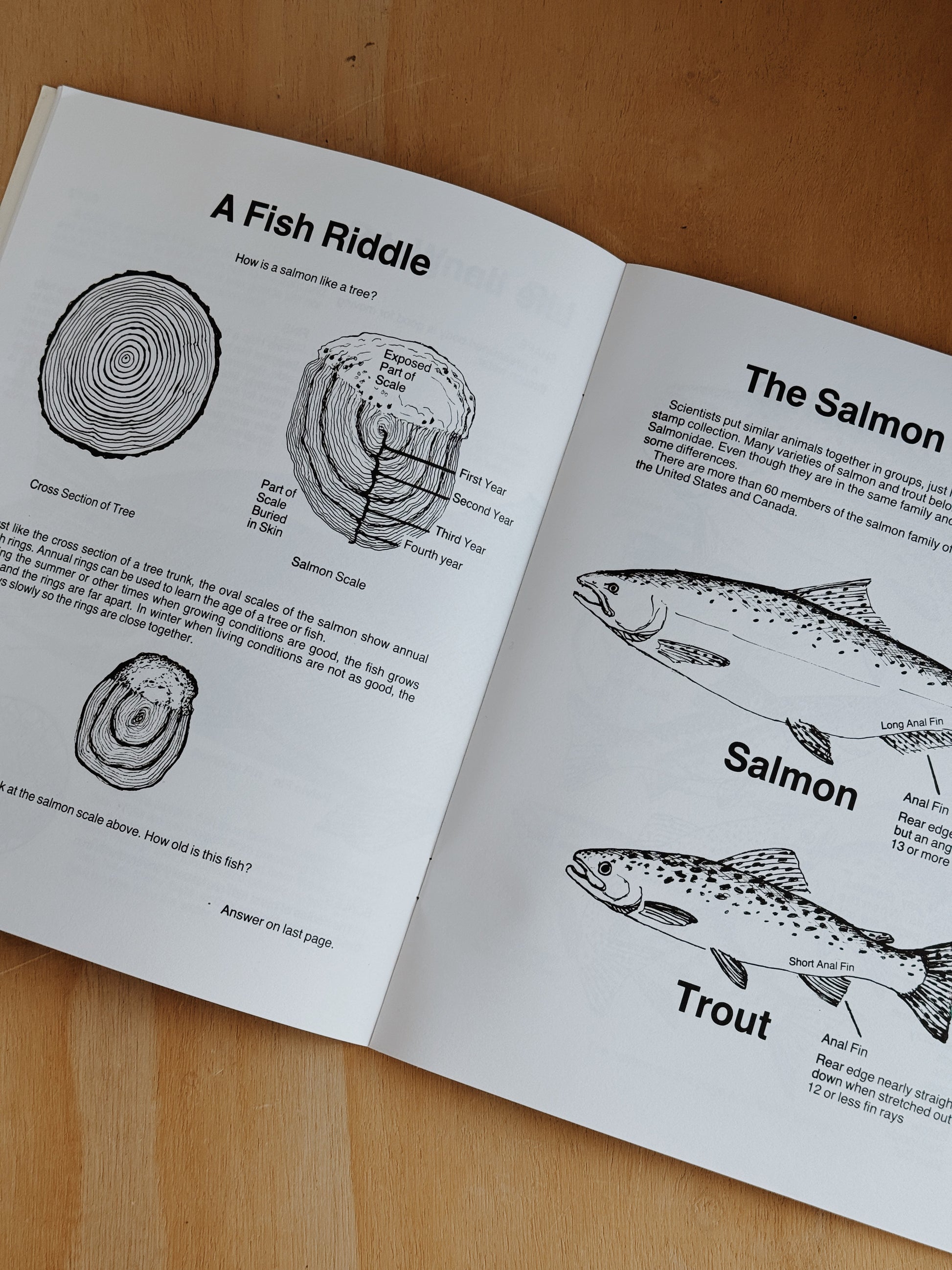Salmon Activity Book