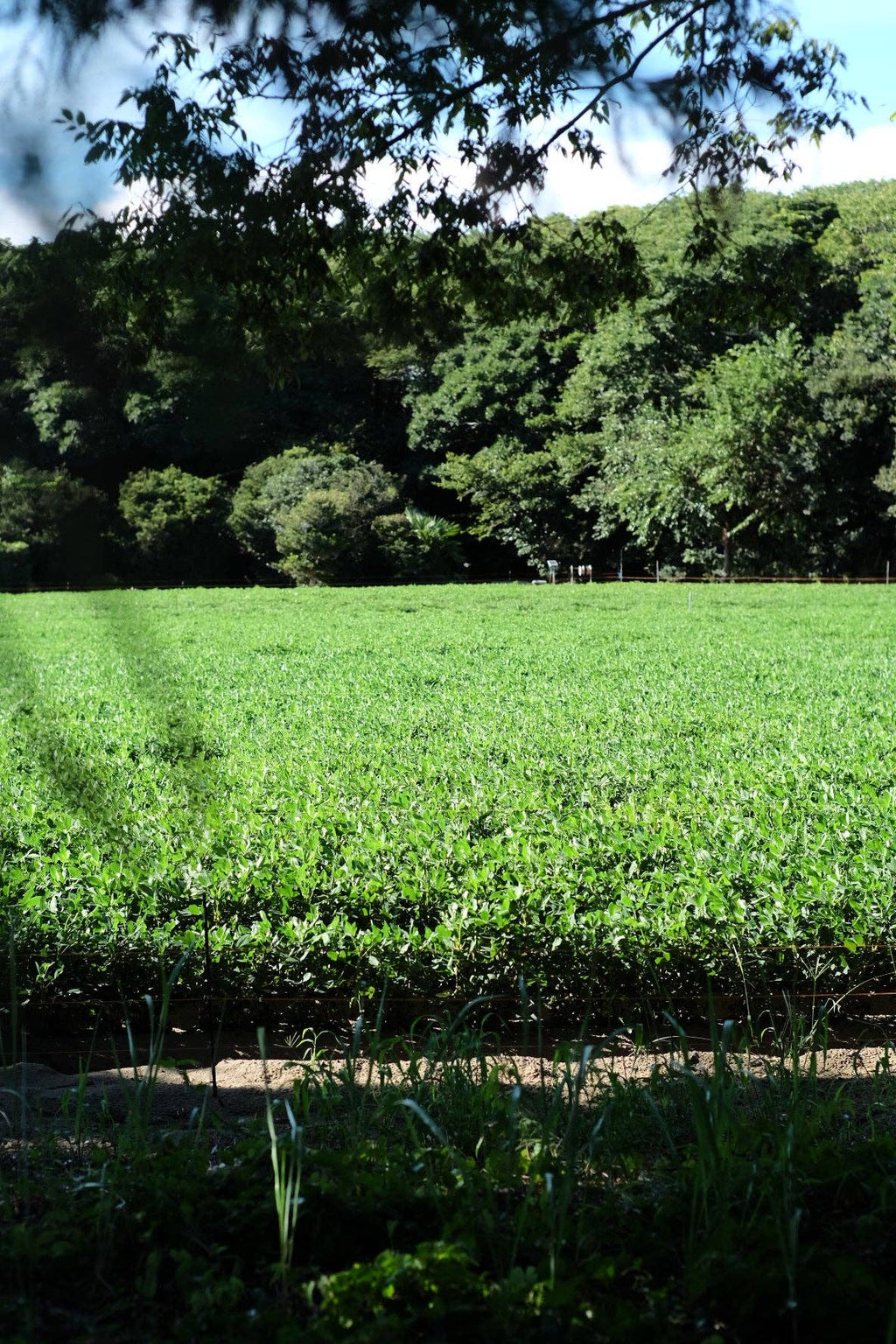 Unsweetened Peanut Butter