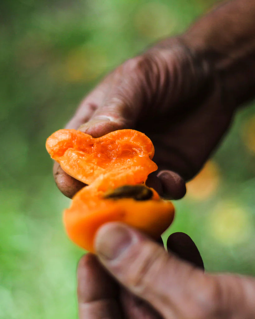 Apricot Jam