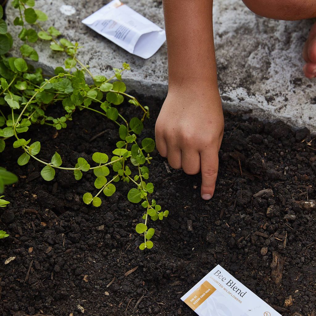 Curious Critters Activity Kit: Bee